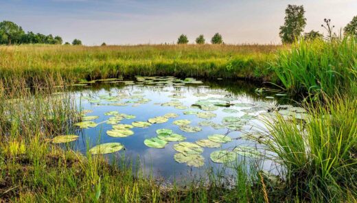 Vijver met waterlelies in weiland met veel gras en wat bomen