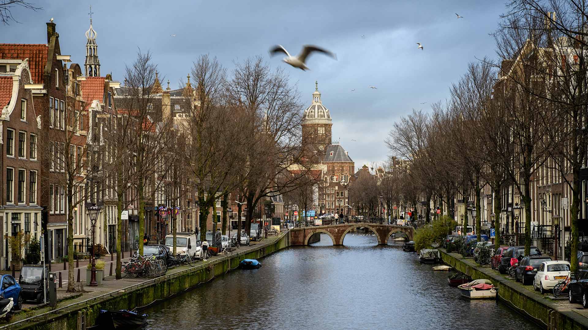 Meeuw boven gracht in binnenstad van Amsterdam met uitzicht op Westertoren