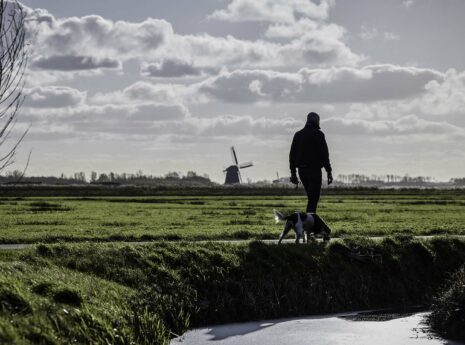 Man met hond wandelend langs weiland met uitzicht op molen
