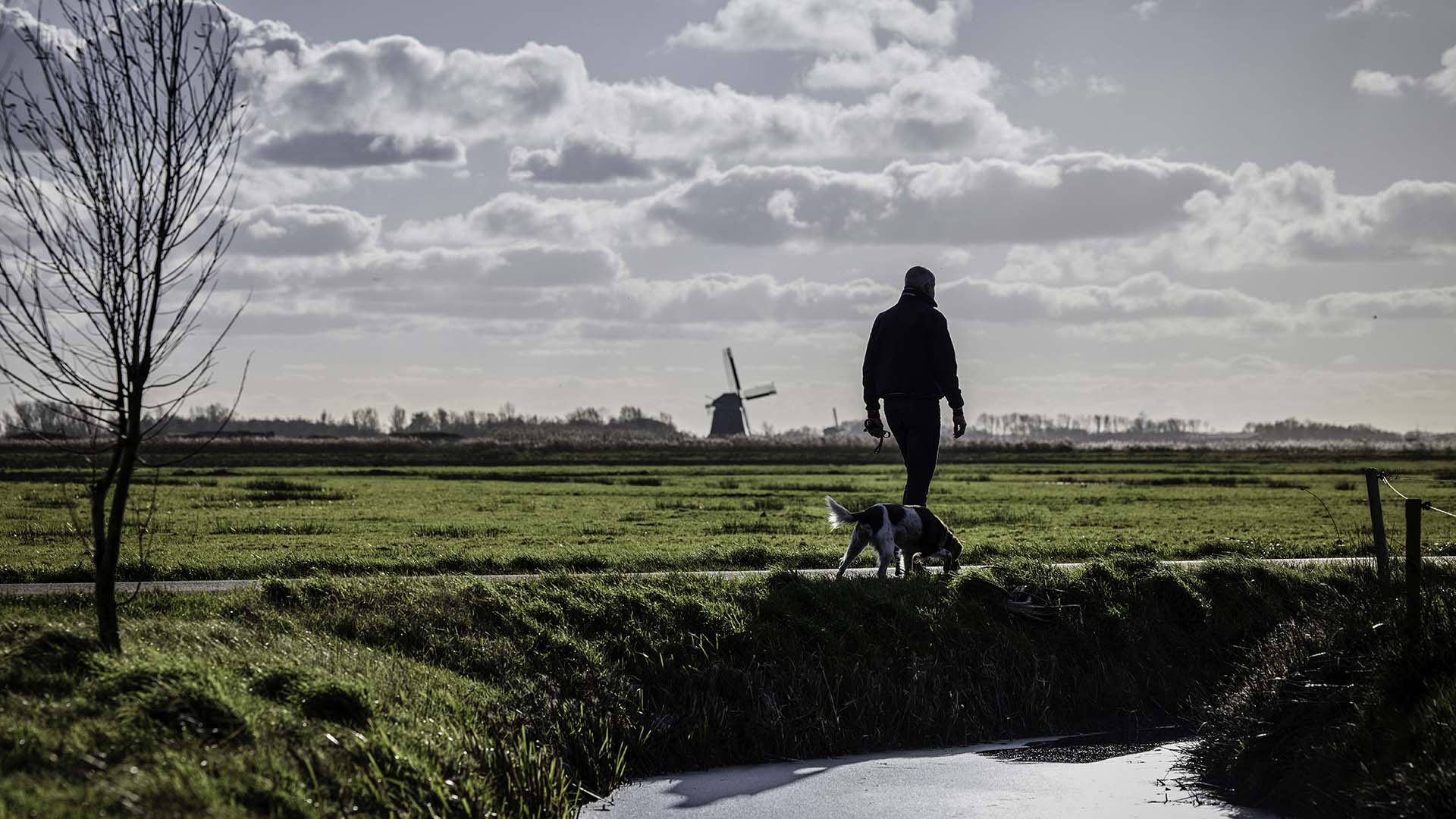 Man met hond wandelend langs weiland met uitzicht op molen
