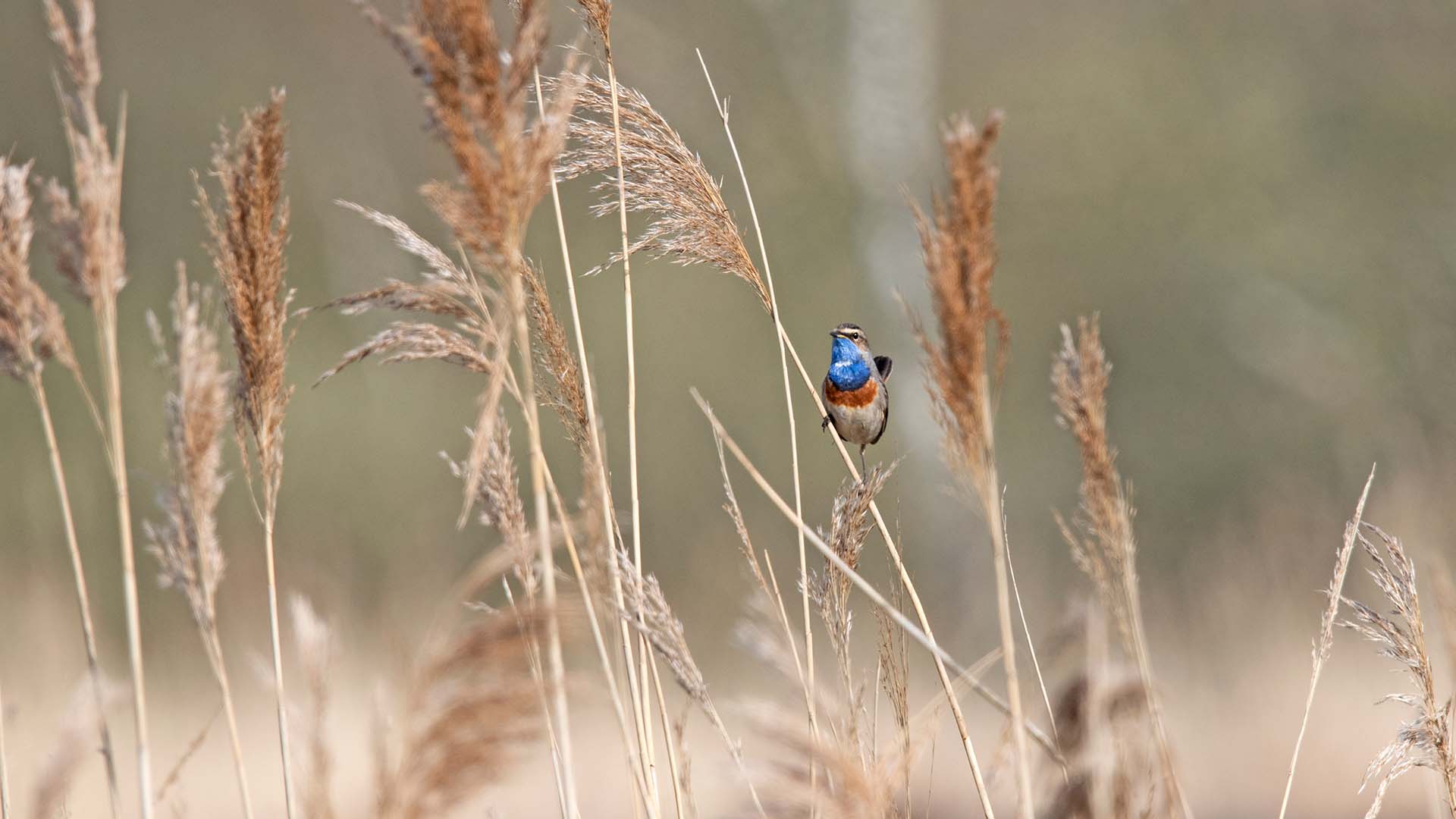 Blauwborst vogeltje op riet als voorbeeld van Biodiversiteit