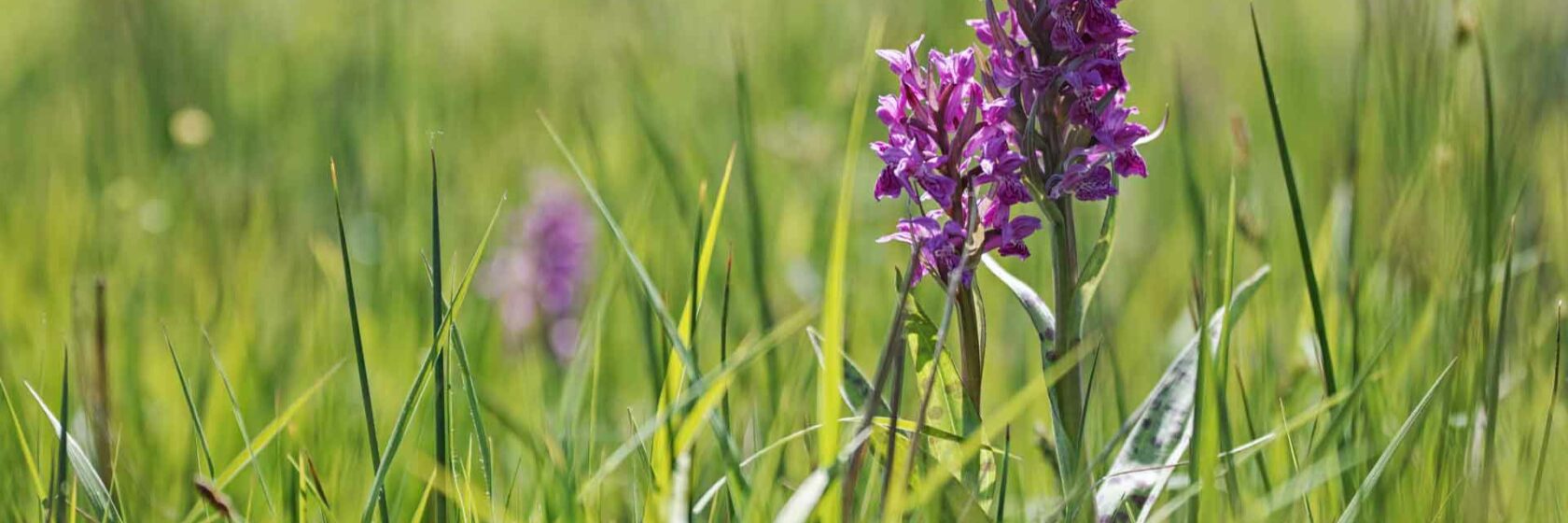 Groen veld met een paarse orchidee.