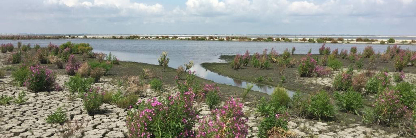 Gebied met veel water en kleigrond en planten met paarse bloemen