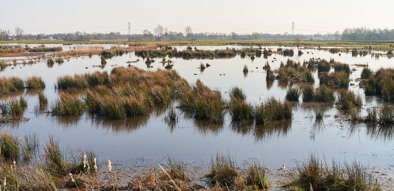 Gras in water in Zuidelijk Westerkwartier
