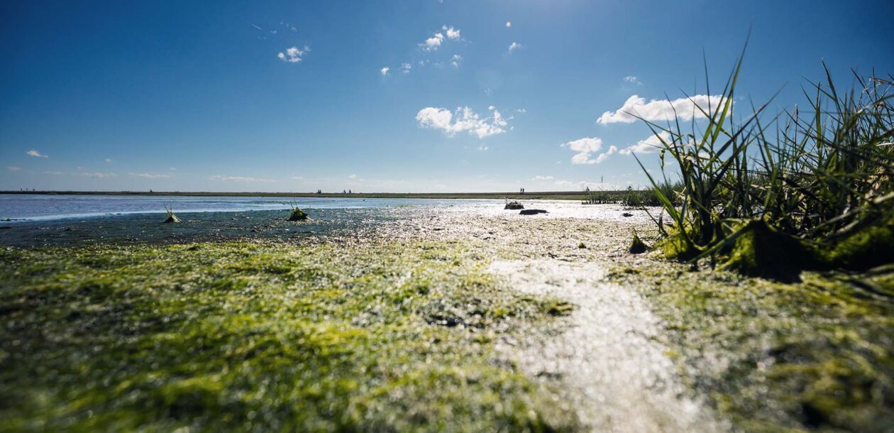 Vanuit laagperspectief een zandpaadje dat naar het water loopt met blauwe lucht.