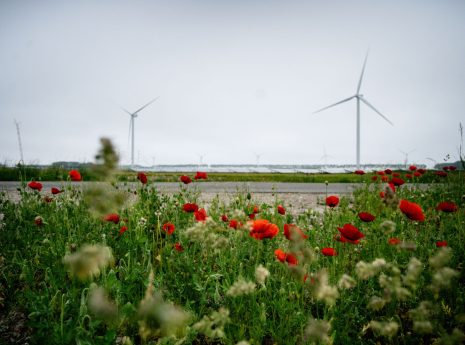 Bloeiend veld bloemen met fietser ertussen en windmolens op achtergrond
