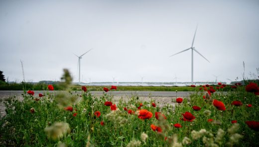 Bloeiend veld bloemen met fietser ertussen en windmolens op achtergrond