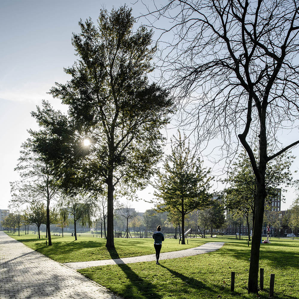 Bomen in een park met stadsgebouwen op achtergrond