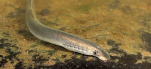 Zeldzame kaakloze vis, de beekprik