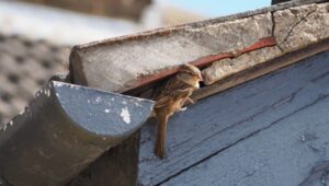 huismus bij dakpannen