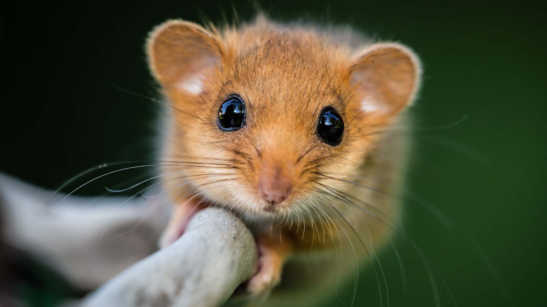 bruine hamster op een boomtak