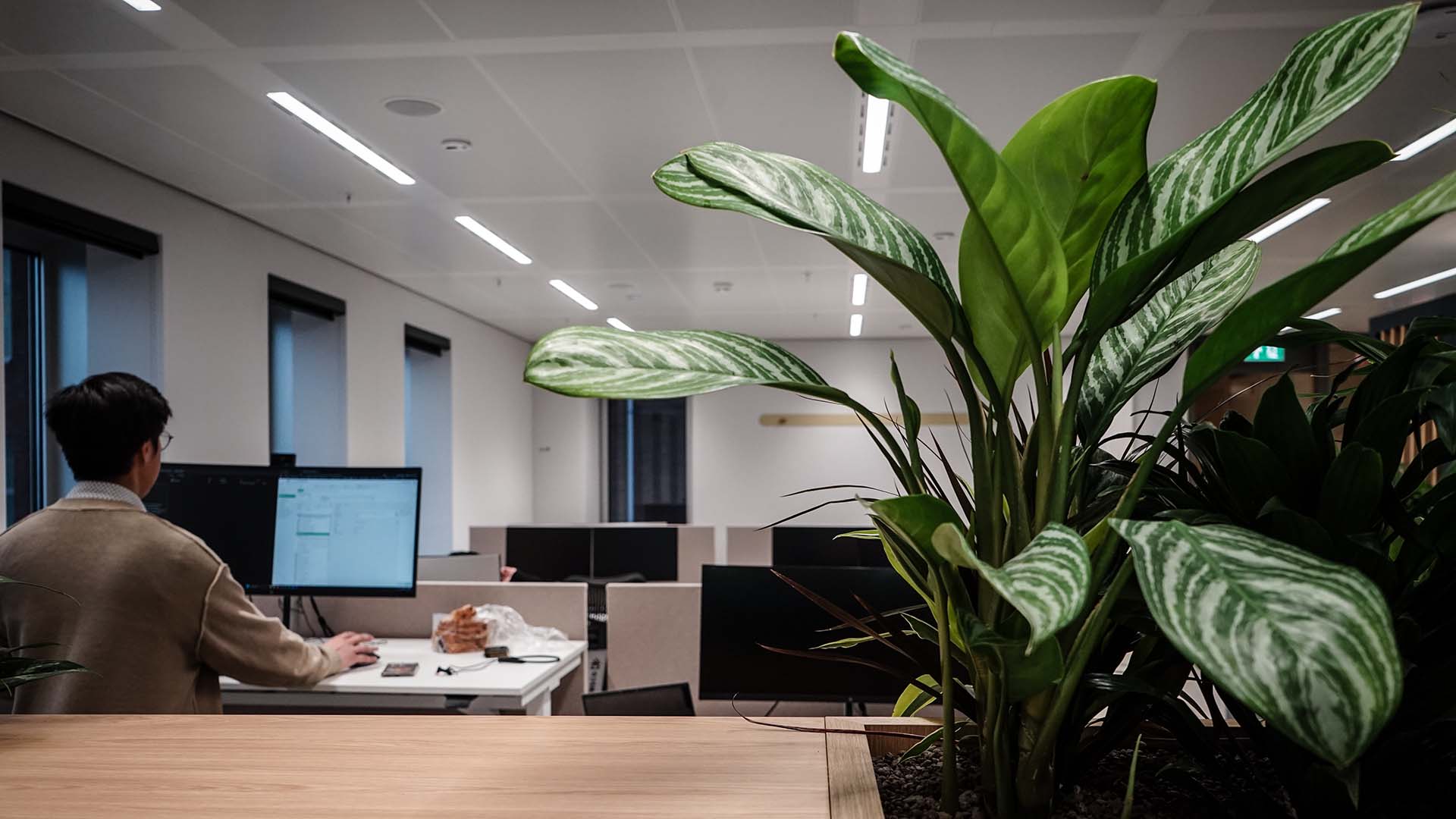 Kantoorruimte met een persoon achter beeldscherm en grote groene plant rechts