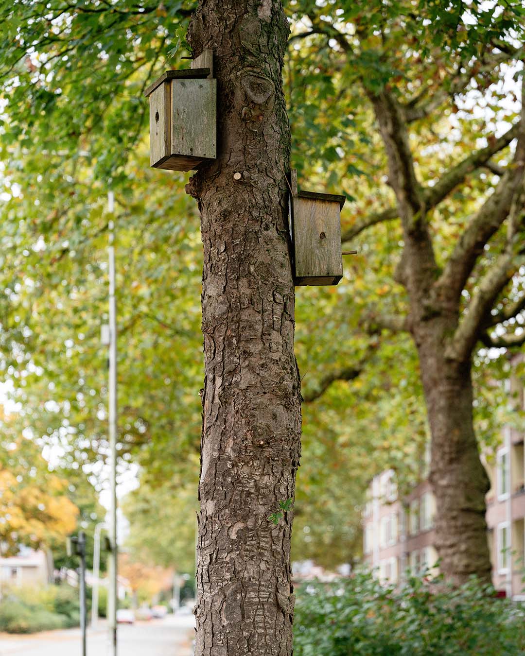 Boom met groene kruin en twee vogelkastjes op de stam.
