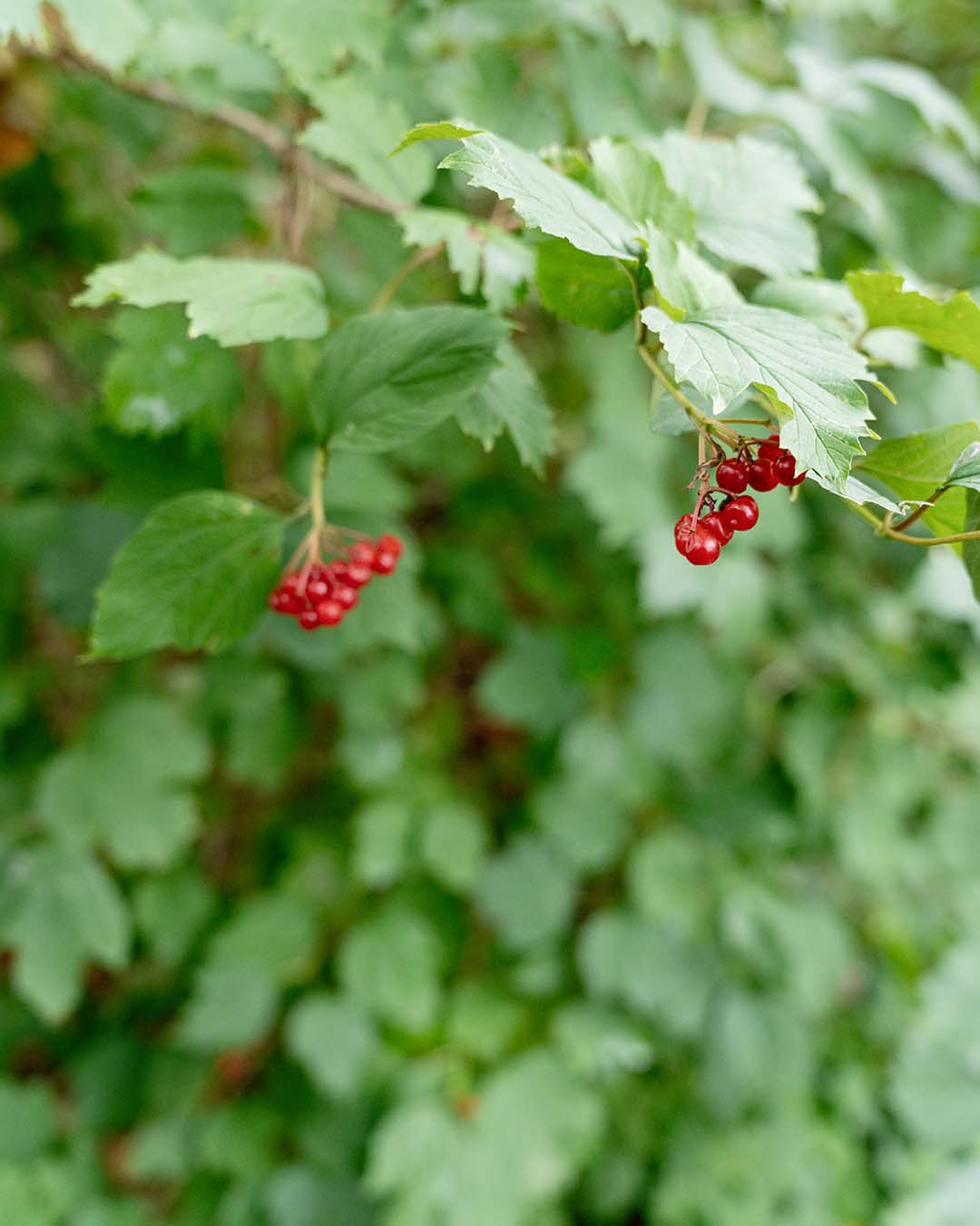 Groene struik met rode besjes
